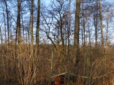 Gmina Drawsko_NGR-grusza9732