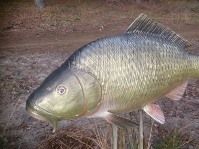 Gmina Drawsko_karp-ryba17a8