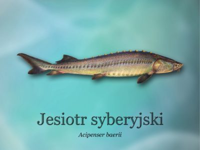 Ścieżki edukacyjne o rybactwie_ryby-światowid_02 - jesiotr syberyjskid4b0_3287