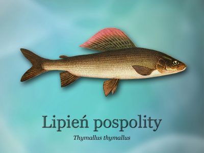 Ścieżki edukacyjne o rybactwie_ryby-światowid_03 - lipień pospolityd4b0_3288