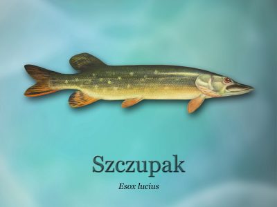 Ścieżki edukacyjne o rybactwie_ryby-światowid_04 - szczupakd4b0_3289