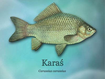 Ścieżki edukacyjne o rybactwie_ryby-światowid_05 - Karaśd4b0_3290