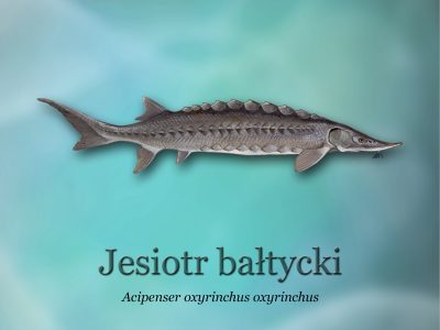 Ścieżki edukacyjne o rybactwie_ryby-światowid_06 - jesiotr bałtyckid4b0_3291