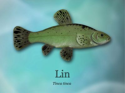 Ścieżki edukacyjne o rybactwie_ryby-światowid_09- lind4b0_3294