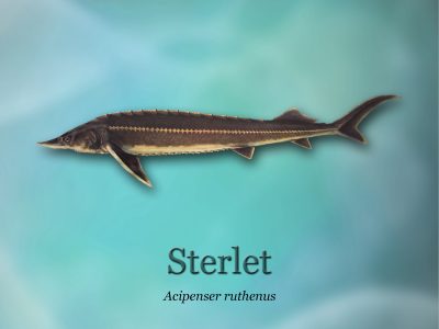 Ścieżki edukacyjne o rybactwie_ryby-światowid_10- sterletd4b0_3295