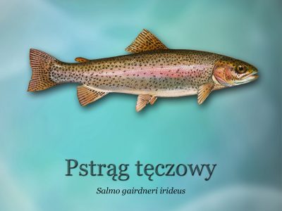 Ścieżki edukacyjne o rybactwie_ryby-światowid_11- pstrągd4b0_3296