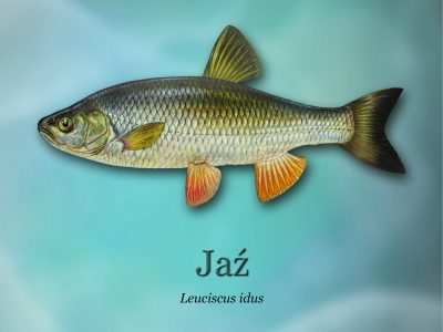 Ścieżki edukacyjne o rybactwie_ryby-światowid_13 jaźd4b0_3298