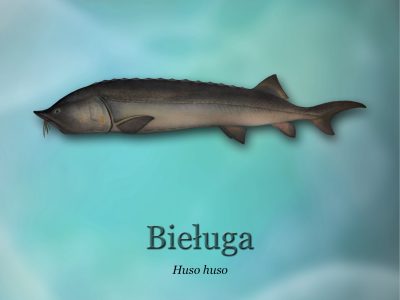 Ścieżki edukacyjne o rybactwie_ryby-światowid_14 - bieługad4b0_3299