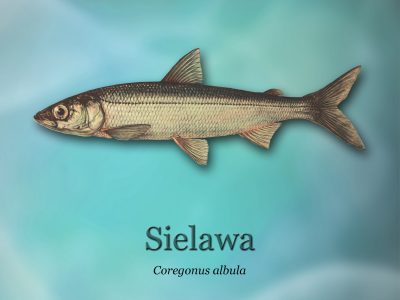 Ścieżki edukacyjne o rybactwie_ryby-światowid_15 - sielawad4b0_3300