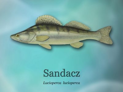 Ścieżki edukacyjne o rybactwie_ryby-światowid_16 - sandaczd4b0_3301