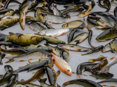 Zdjęcia Praca rybaka i gospodarstwa rybackie w obiektywie